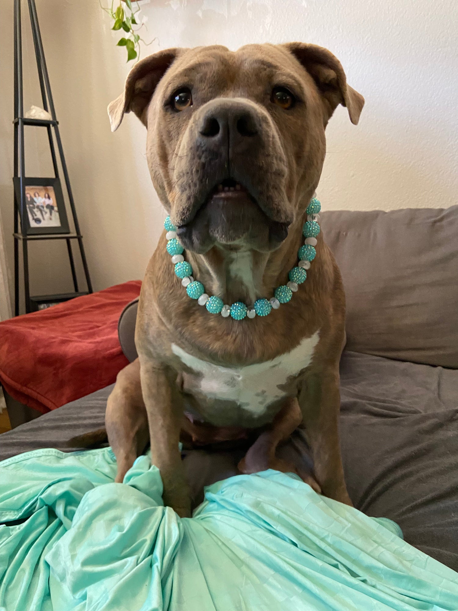 Chunks Pup Pearls - Coming Soon!